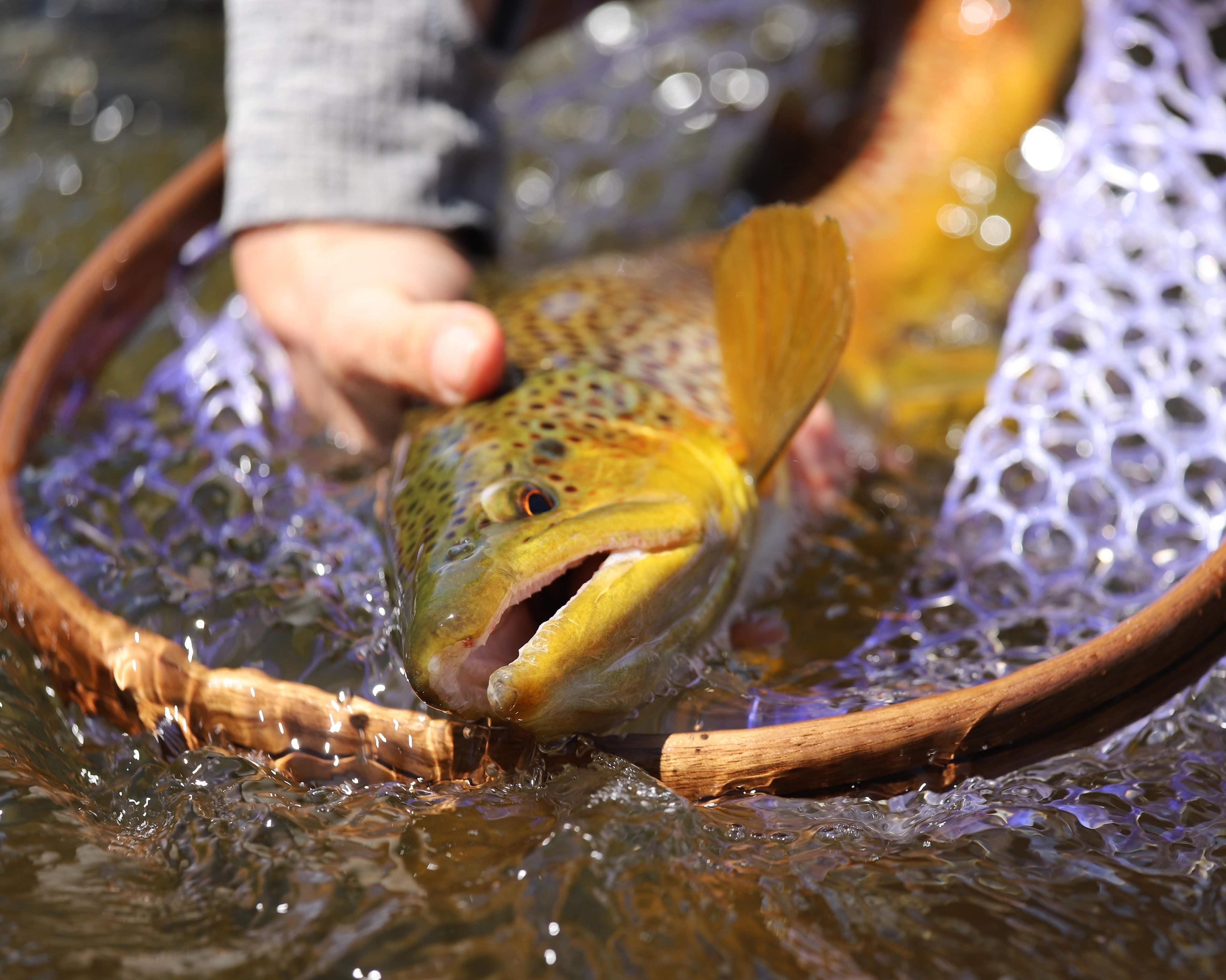 Big brown trout in the net on the East Walker