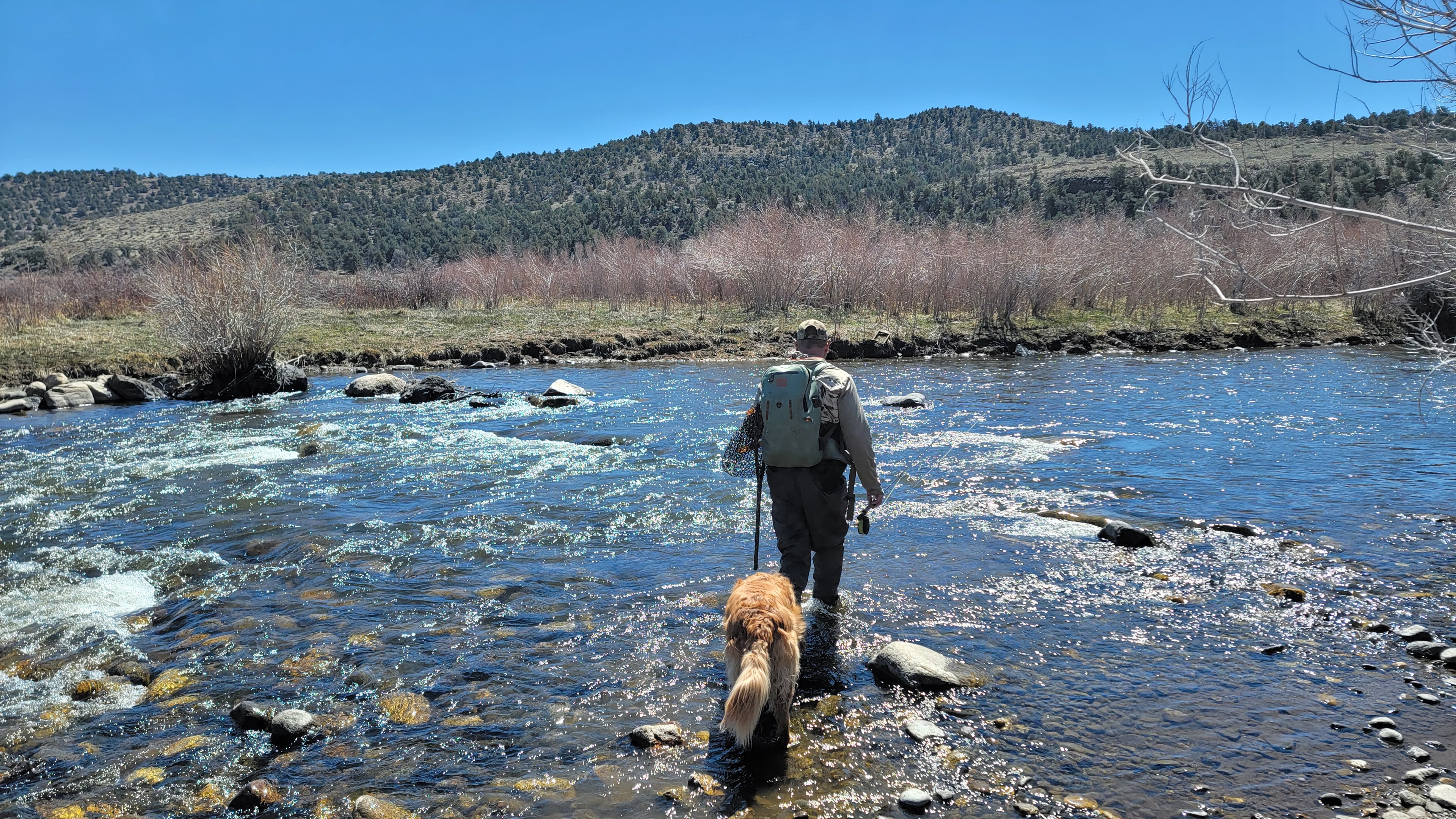 Angler and dog crossing the East Walker River, wide river and pine-covered hills in the background