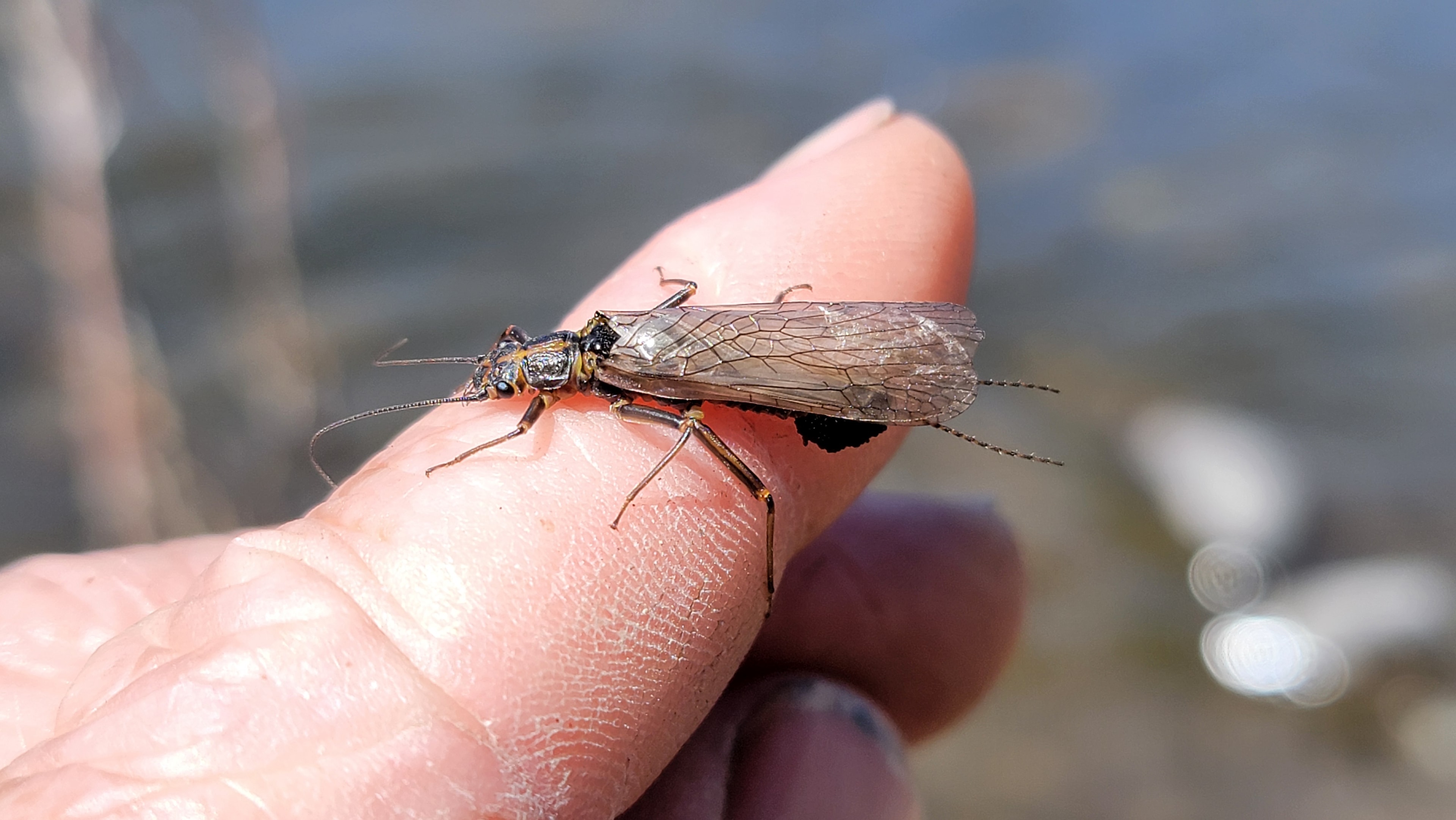 Macro close-up of a skwala stonefly on a rock, wing venation sharp, river blurred behind it