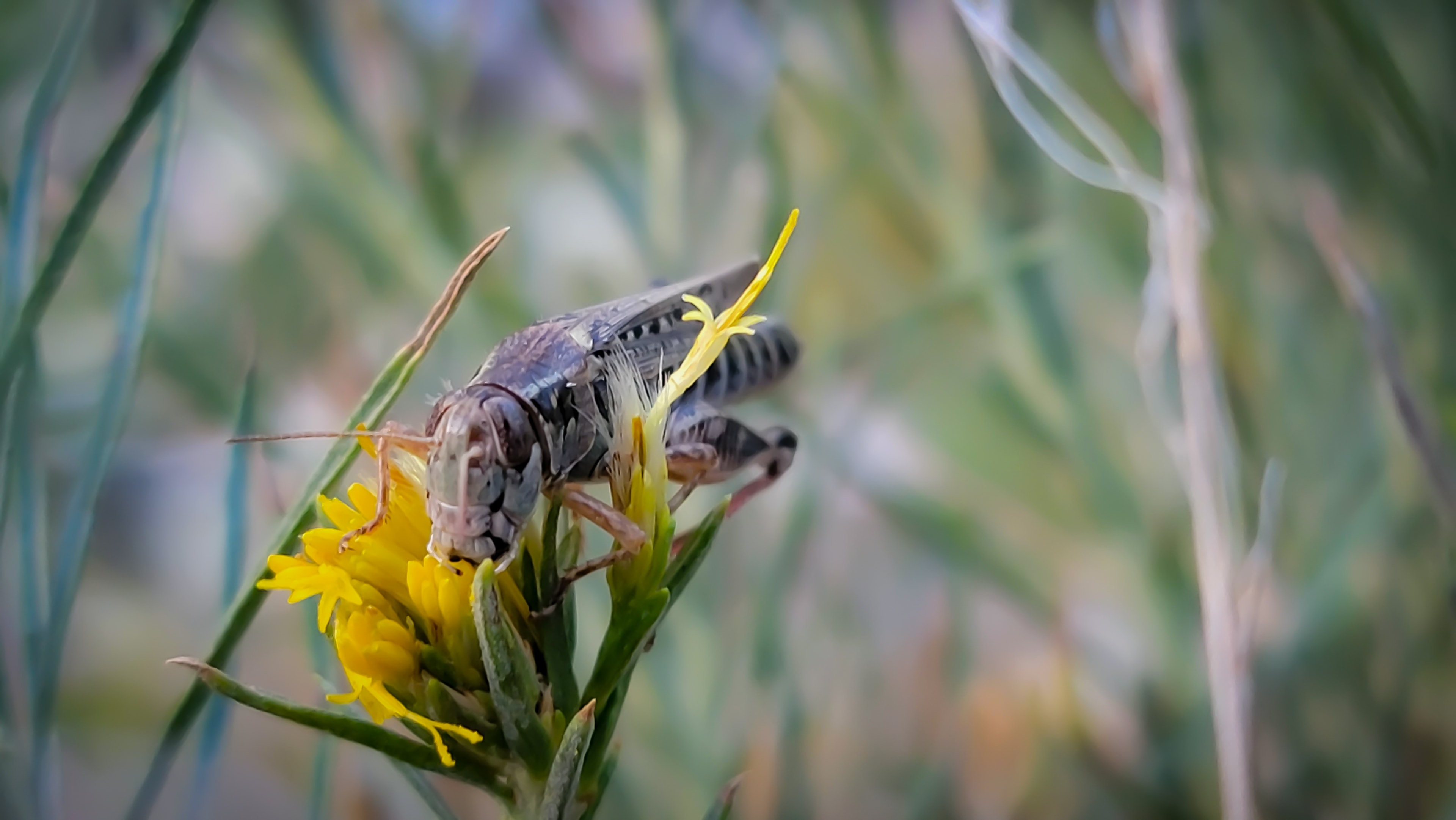 Close-up macro of a grasshopper clinging to sagebrush during hopper season on the East Walker