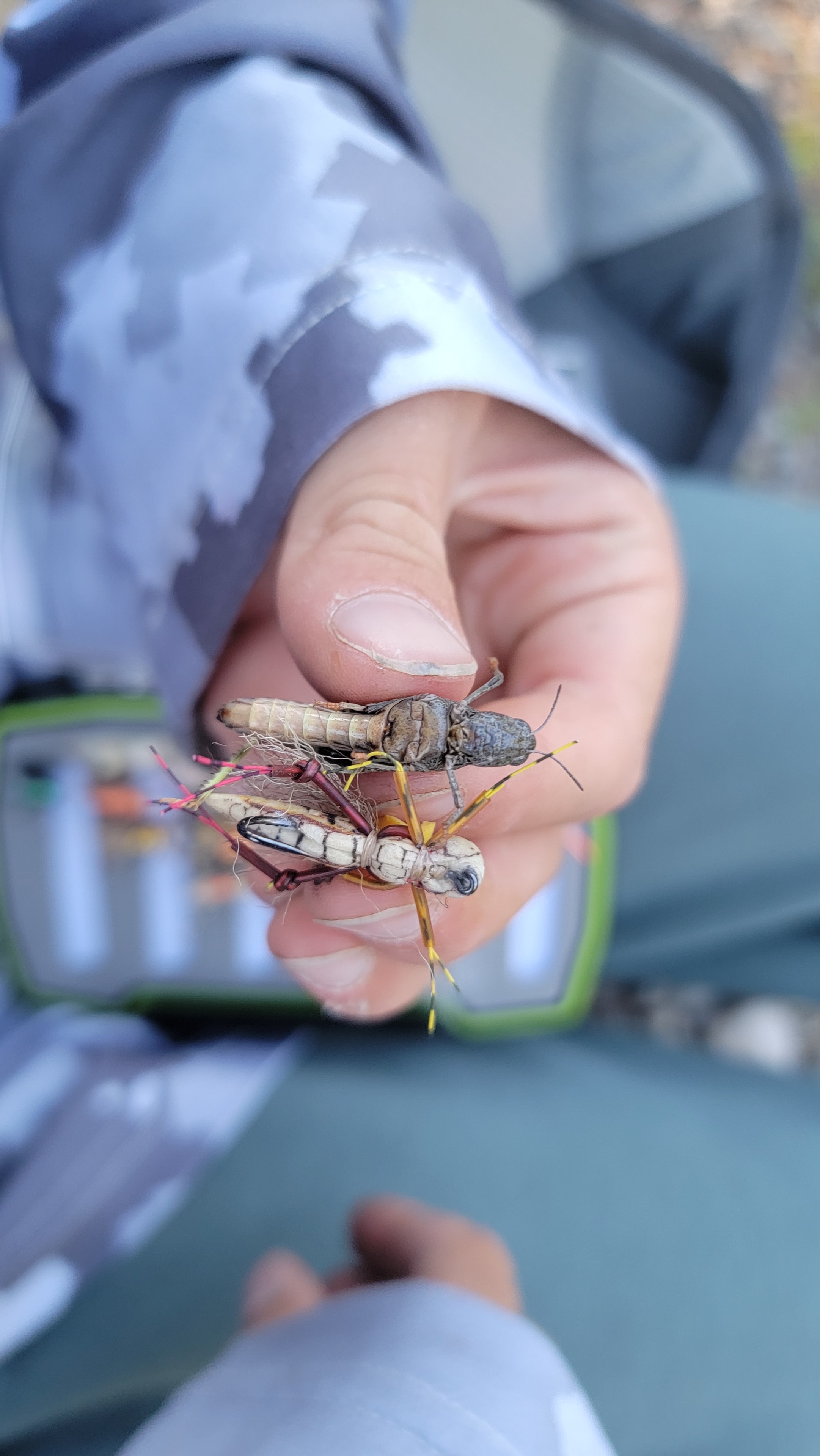 Close-up of grasshoppers in hand during hopper season on the East Walker