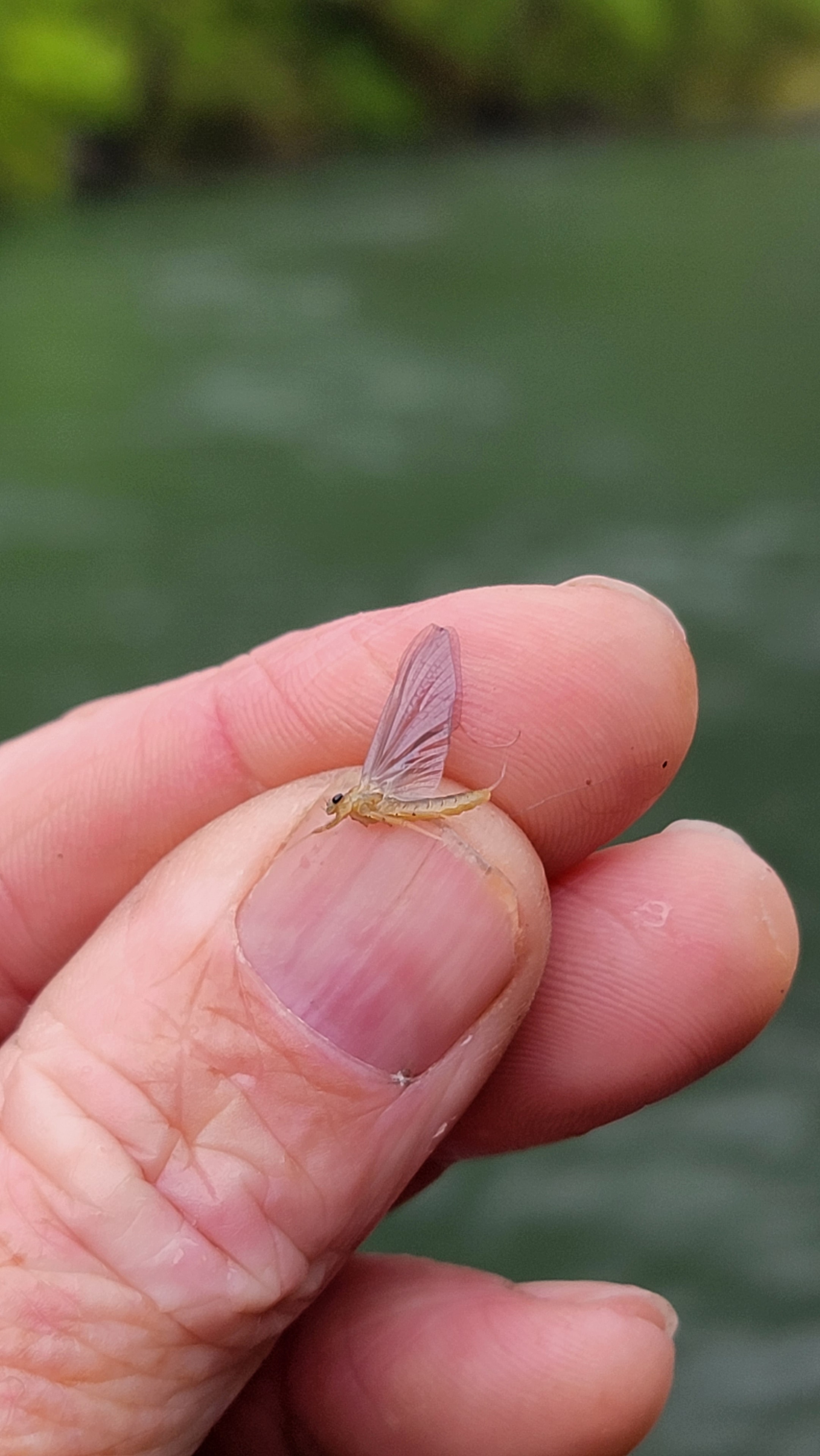 Tiny PMD mayfly perched on a fingertip, delicate wings and body in sharp focus