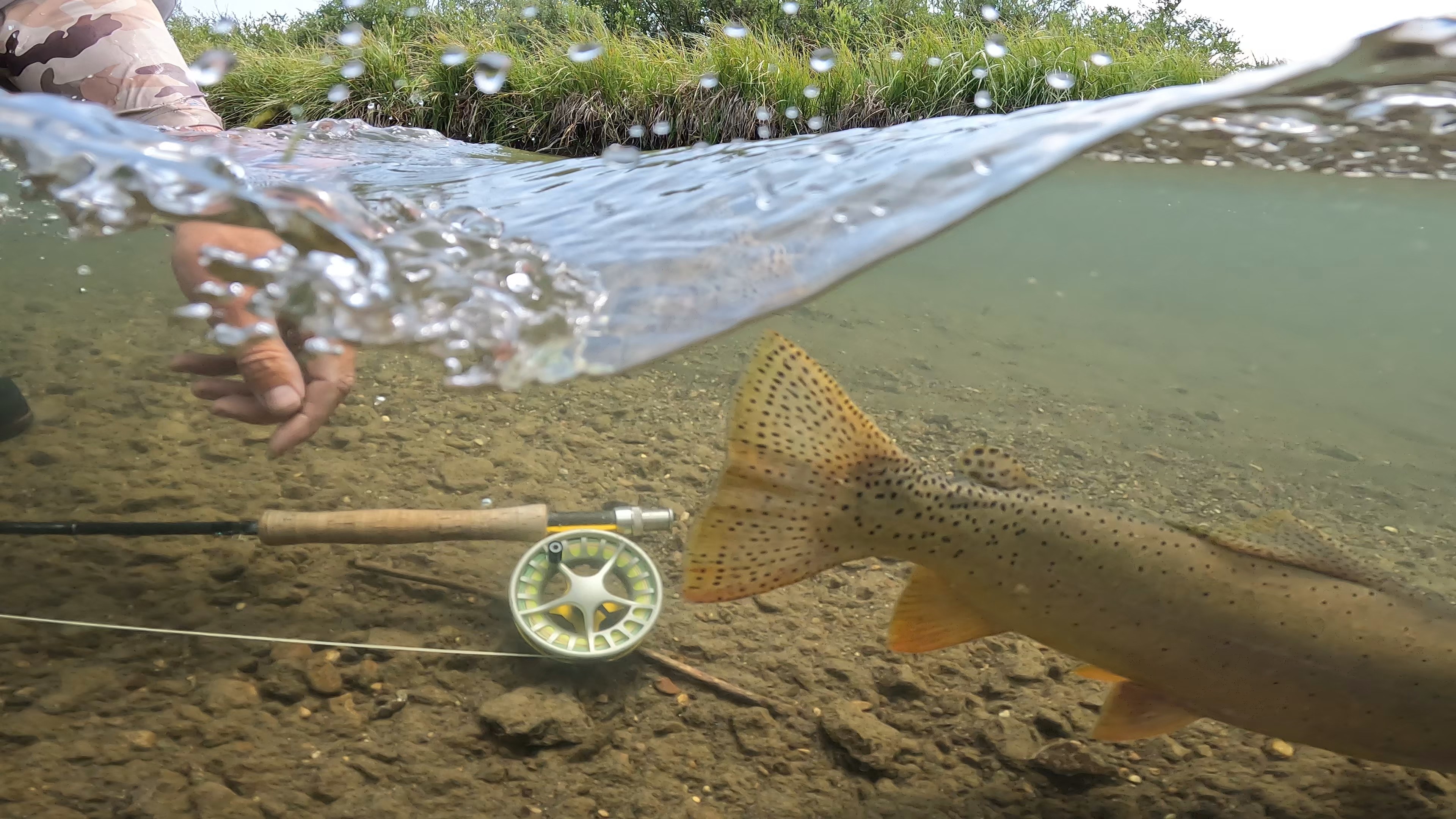 Underwater view of a rainbow trout near a fly reel in clear East Walker water
